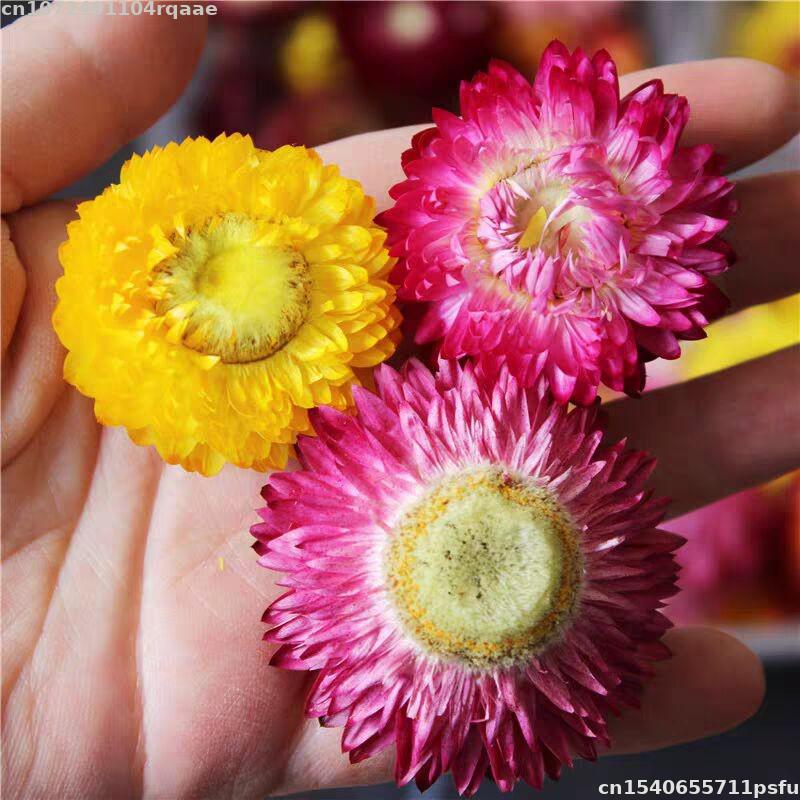Flores Secas 100% Naturais Bra - Candle Making Material Wholesale avaliação e preço