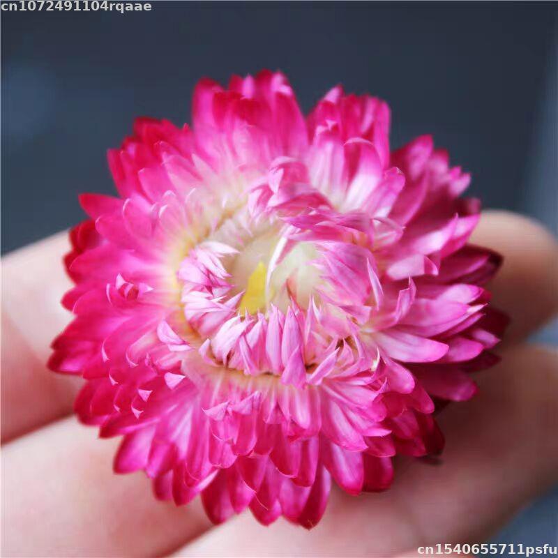 Flores Secas 100% Naturais Bra - Candle Making Material Wholesale avaliação e preço